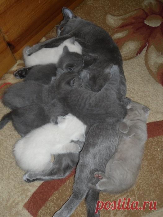 Такие заботливые мамы: Фотографии животных, которые немного устали от своих детёнышей