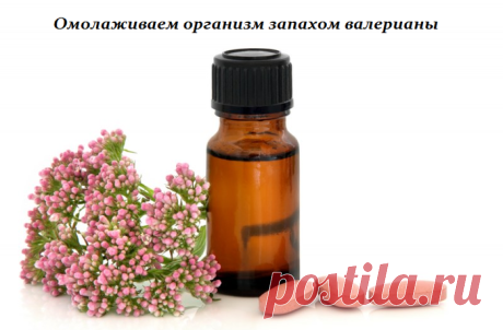 Омолаживаем организм запахом валерианы