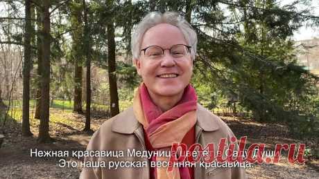 Весна в Саду Души - Медуница!