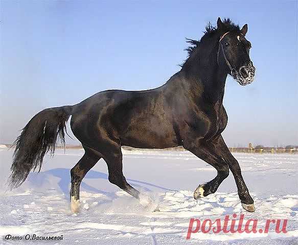 лошади
