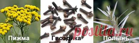 РУССКАЯ ТРОЙЧАТКА ИВАНЧЕНКО - ЭФФЕКТИВНОЕ ПРИРОДНОЕ СРЕДСТВО ОТ ПАРАЗИТОВ ТЕЛА и как следствие помогает излечиться от многих болезней! 

В результате многочисленных исследований, известный доктор Хильда Кларк пришла к выводу, что все хронические болезни человека возникают из - за двух причин: это паразиты и экотоксины. О каком здоровье может идти речь, если в нашем организме спокойно уживаются аскариды, власоглавы, дизентерийные амебы, двуустки кошачьи и прочая гадость. А ...