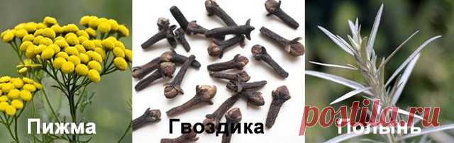 РУССКАЯ ТРОЙЧАТКА ИВАНЧЕНКО - ЭФФЕКТИВНОЕ ПРИРОДНОЕ СРЕДСТВО ОТ ПАРАЗИТОВ ТЕЛА и как следствие помогает излечиться от многих болезней! 

В результате многочисленных исследований, известный доктор Хильда Кларк пришла к выводу, что все хронические болезни человека возникают из - за двух причин: это паразиты и экотоксины. О каком здоровье может идти речь, если в нашем организме спокойно уживаются аскариды, власоглавы, дизентерийные амебы, двуустки кошачьи и прочая гадость. А ...