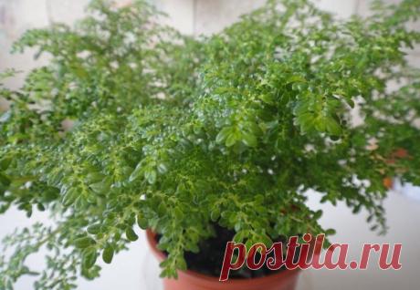 Пилея мелколистная: описание растения с фото, особенности выращивания и ухода в домашних условиях