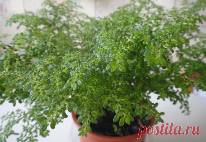 Пилея мелколистная: описание растения с фото, особенности выращивания и ухода в домашних условиях