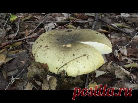 Сыроежка зелёная (Russula aeruginea) - съедобный гриб - YouTube