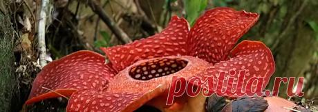 rafflesia-arnoldii-big.jpg (718×255)