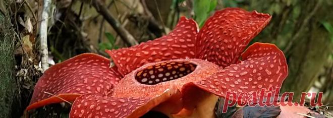rafflesia-arnoldii-big.jpg (718×255)