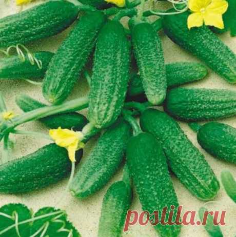 Огурцы конни: характеристики, посадка, рост