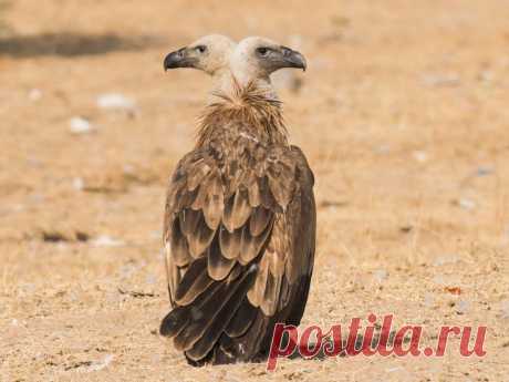 Double headed vulture. Photo by Ashit Choudhary — National Geographic Your Shot