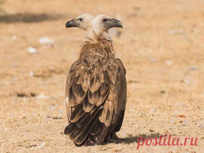 Double headed vulture. Photo by Ashit Choudhary — National Geographic Your Shot