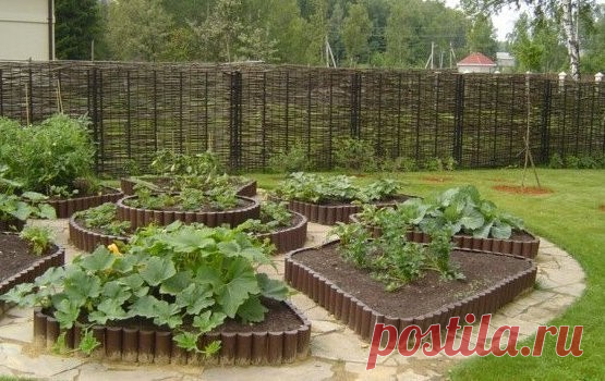 КАК ОДНО РАСТЕНИЕ ГОТОВИТ УДОБРЕНИЕ ДЛЯ ДРУГОГО 


У каждого растения свое 