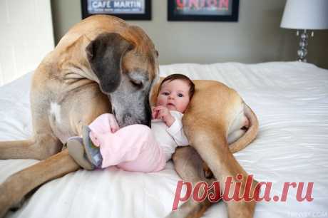 The Great Dane Who Became an Older Sister - My Modern Met