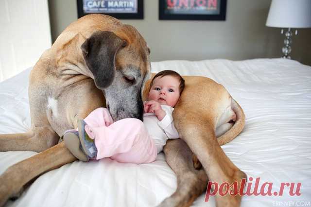 The Great Dane Who Became an Older Sister - My Modern Met