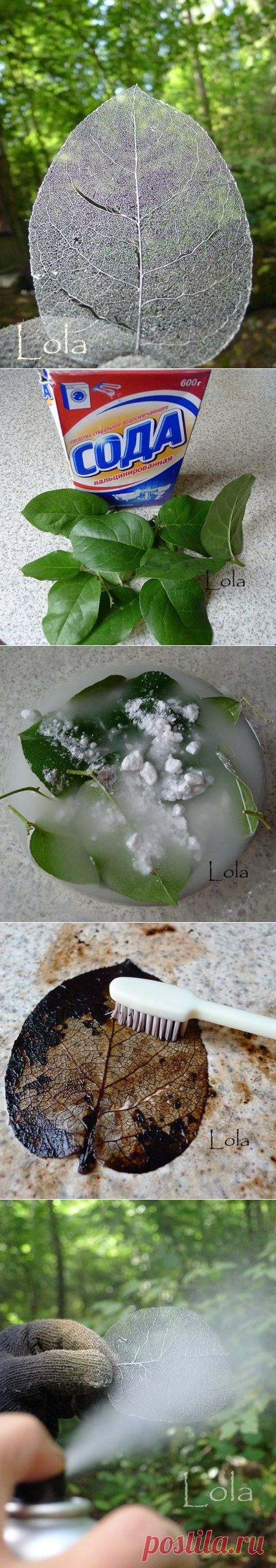 (5) Одноклассники