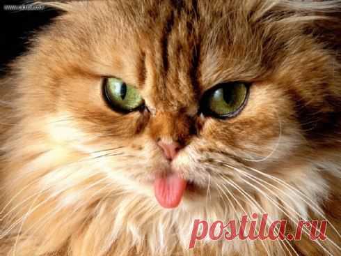 Cat got your tongue? Что, язык проглотил? 

– мы так говорим, когда собеседник молчит или не знает, что сказать. Не совсем вежливое обращение, поэтому не рекомендуется использовать его в формальных ситуациях. Заметьте, что в русском язык проглатывают, а в английском его уносит кошка. Почему – загадка.

Why don't you answer? Cat got your tongue? – Почему ты не отвечаешь? Язык проглотил?

Free English. Английский для всех!