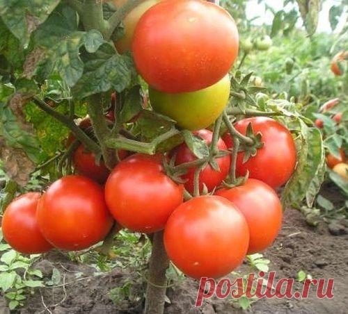 Низкорослые томаты, не требующие пасынкования