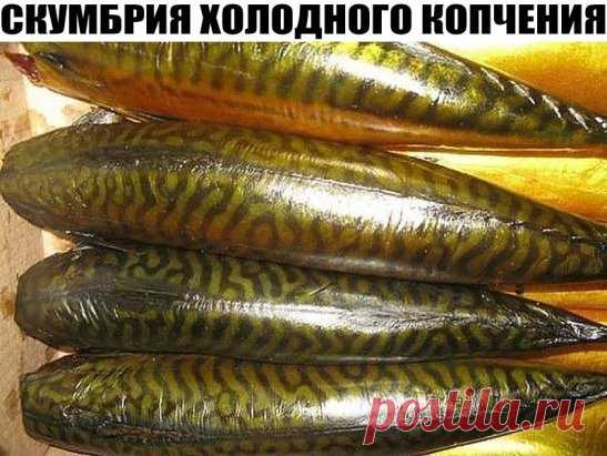 СКУМБРИЯ ХОЛОДНОГО КОПЧЕНИЯ *ЕЩЕ ХОЧУ*
Рассол:
2 литра воды
8 ст.ложек соли
4 ст.ложки сахара
4 горсти больших луковой шелухи
специи по вкусу
Рассол вскипятим и потомим на маленьком огне минут 15
Охладить до комнатной температуры , процедить.
Отрезать голову,выпотрошить,промыть.Сложить в емкость
Залить скумбрию рассолом и положить гнет
Засолка будет продолжаться 2,5-3 суток .За это время переодически меняйте положение рыбки, чтобы она позолотела равномерно.
Пришло время подвесить ее. Я это делаю