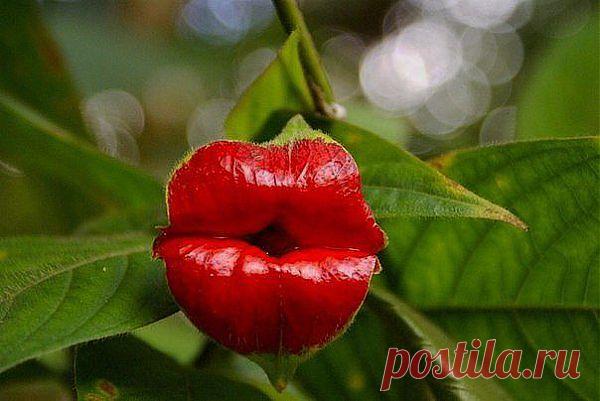 соблазнительный цветок