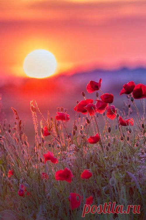 (21) Pinterest