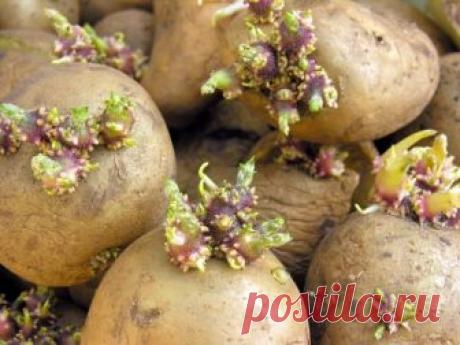 Посадка картофеля в июле – все о плюсах метода и особенностях выращивания