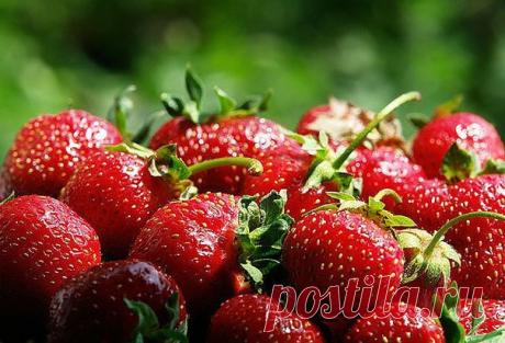 ПОДКОРМКА КЛУБНИКИ ДРОЖЖАМИ
Сохраните, чтобы не потерять!

Сравнительно недавно огородники стали использовать для подкормки клубники дрожжи. Судя по отзывам, результат впечатляющий. Кроме того, это удобрение можно использовать и для других овощей и ягод. 

Подкормка клубники дрожжами 
Подкармливать растения можно 2 раза за сезон, на 10 кустов хватает обычно ведра объёмом 5 л. Пачку дрожжей массой 1 кг нужно развести в 5 л воды. Для подкормки 0,5 л смеси следует развести в ...