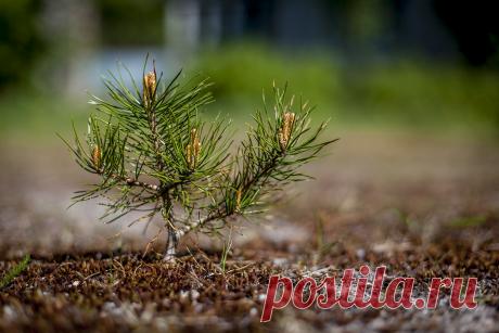 Третий год — National Geographic Россия