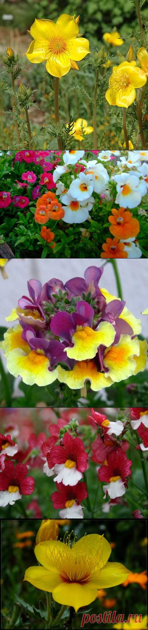 Бартония золотистая и немезия на дачном участке