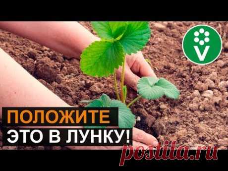 СУПЕР-СПОСОБ ПОСАДКИ КЛУБНИКИ ОСЕНЬЮ. Собирайте урожай ВЕДРАМИ!