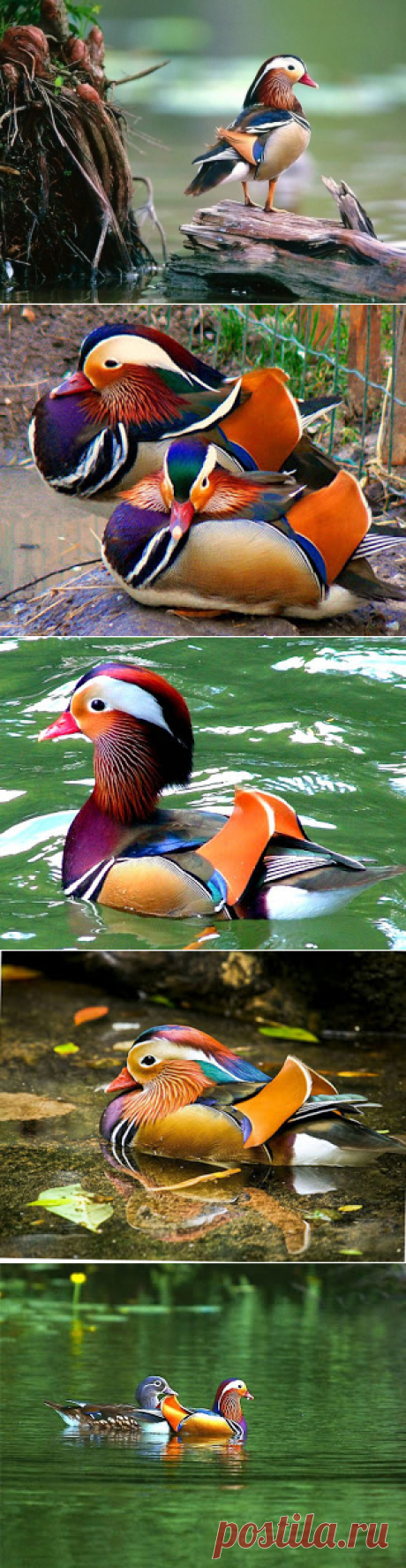 Наша удивительная планета: Самая красивая утка – мандаринка