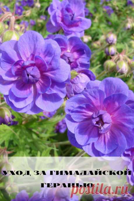 уход за гималайской геранью