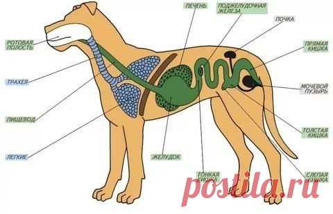 СТРОЕНИЕ МЛЕКОПИТАЮЩИХ