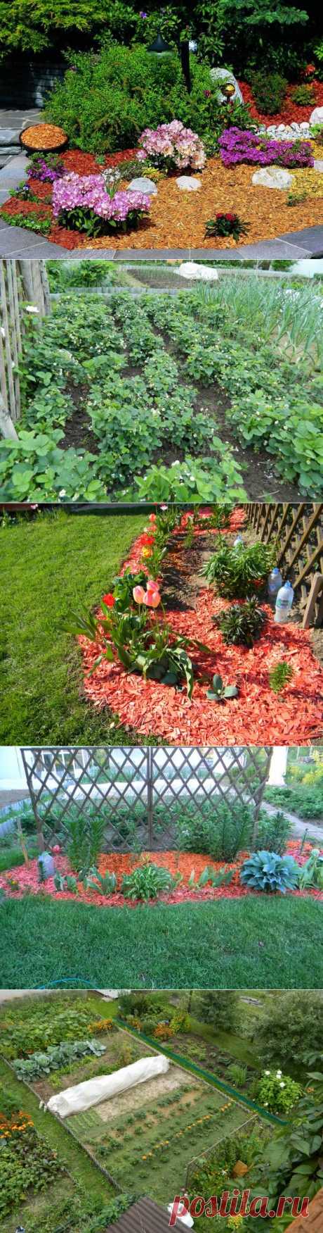 Удачные виды мульчи для сада и огорода | Самоцветик