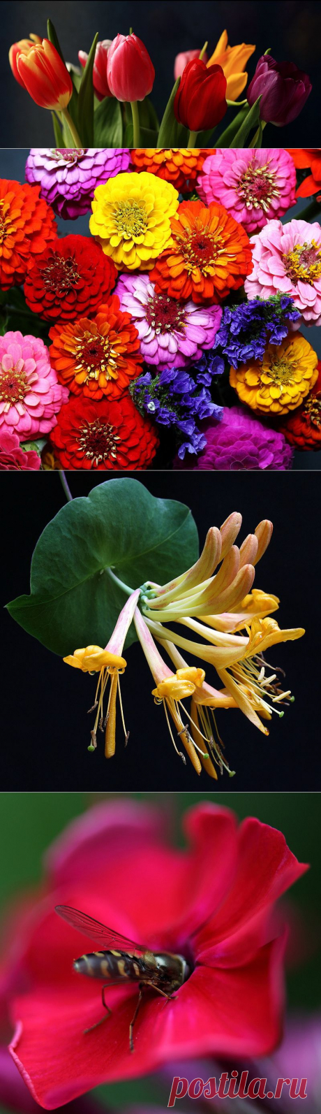 Красивые цветы / Beautiful flowers.