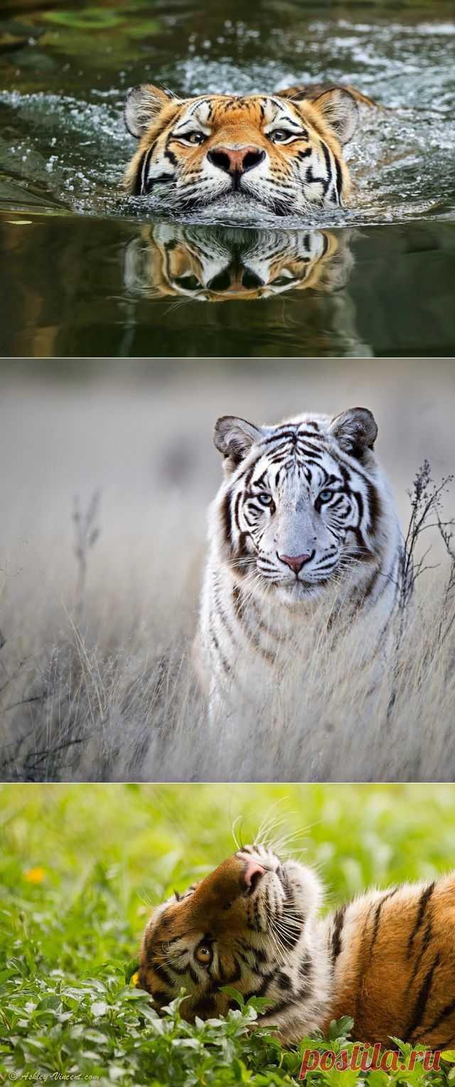 ТИГРЫ ВАГРАМА !!!