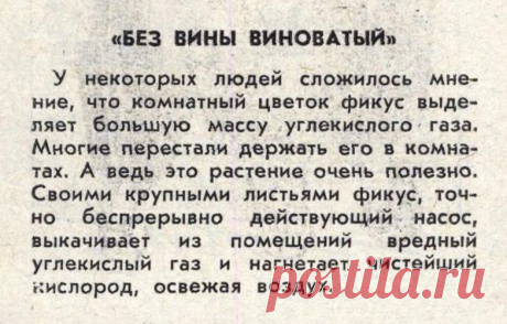 Правда о фикусе