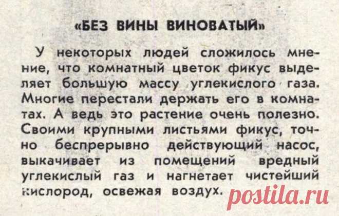 Правда о фикусе