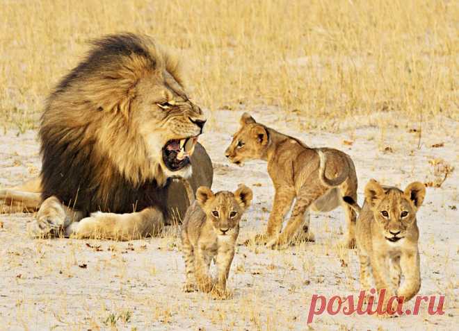 Goodbye, Cecil: 10 photos of the famous lion, who was killed by an American dentist