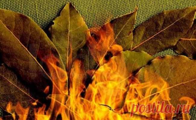 Как загадать желание на лавровый лист?