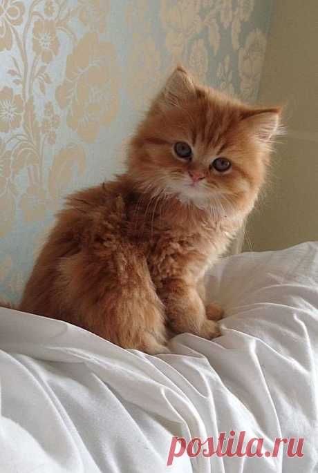 Самые очаровательные пушистики / Питомцы