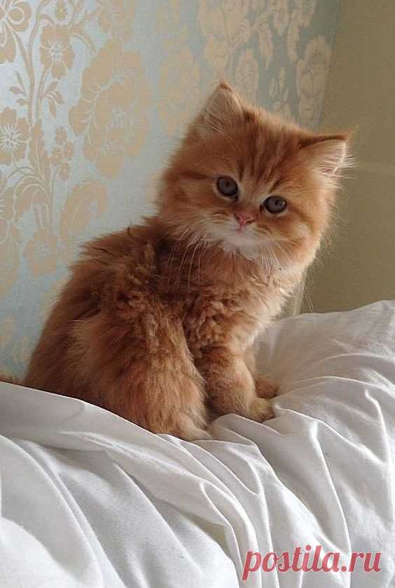 Самые очаровательные пушистики / Питомцы