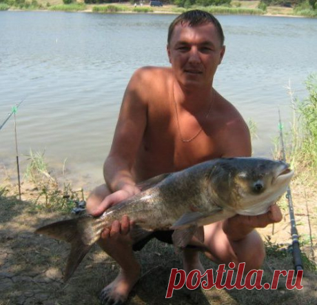 Как ловить толстолобика на технопланктон