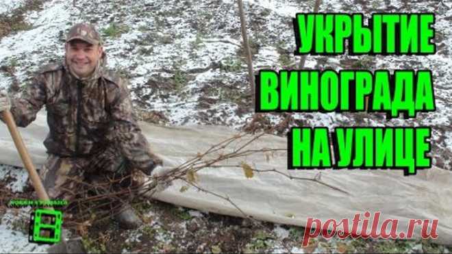 УКРЫТИЕ ВИНОГРАДА НА УЛИЦЕ САМЫЙ ПРОСТОЙ И НАДЕЖНЫЙ СПОСОБ. ПОДГОТОВКА ВИНОГРАДНИКА К ЗИМЕ
