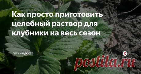 Как просто приготовить целебный раствор для клубники на весь сезон Клубника — полезная и вкусная ягодка, которую любят и взрослые и дети. Выращивать ее не всегда просто. Иногда клубника не цветет, иногда дает мало плодов.
Один огородник поделился великолепным рецептом целебного раствора для клубники. Вот уже несколько лет урожай у него отменный. Что он делает?
Он готовит специальный раствор, который использует и как подкормку, и как защиту от грибковых заболевани