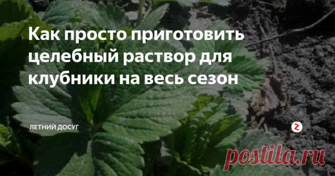 Как просто приготовить целебный раствор для клубники на весь сезон Клубника — полезная и вкусная ягодка, которую любят и взрослые и дети. Выращивать ее не всегда просто. Иногда клубника не цветет, иногда дает мало плодов.
Один огородник поделился великолепным рецептом целебного раствора для клубники. Вот уже несколько лет урожай у него отменный. Что он делает?
Он готовит специальный раствор, который использует и как подкормку, и как защиту от грибковых заболевани