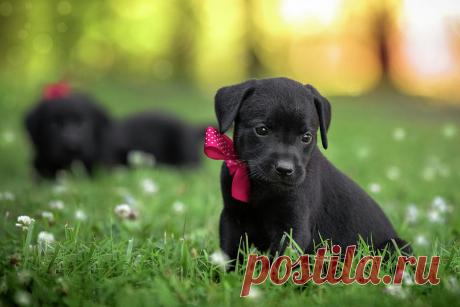 Black Lab Pup 13 by Jonathan Ross Black Lab Pup 13 Photograph by Jonathan Ross