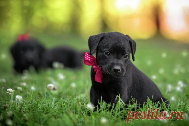 Black Lab Pup 13 by Jonathan Ross Black Lab Pup 13 Photograph by Jonathan Ross