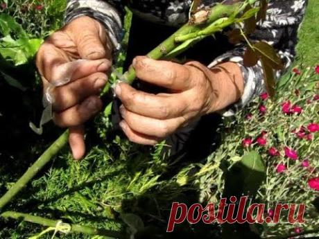 РОЗЫ  БЕСПЛАТНО.  Прививка РОЗ на ШИПОВНИК на штамб. Как подготовить побег ШИПОВНИКА для прививки.