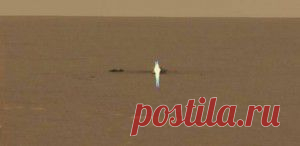 Кого увидел марсоход «Curiosity»?