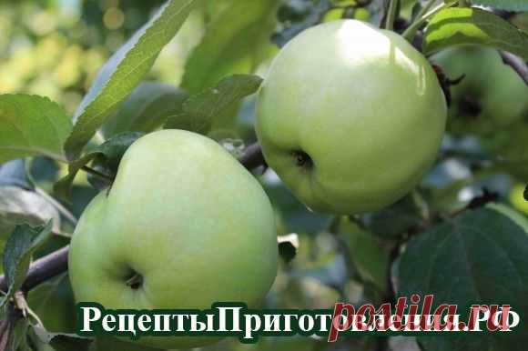 Яблочный сок из яблок в домашних условиях, рецепт заготовки на зиму | Рецепты Приготовления.рф