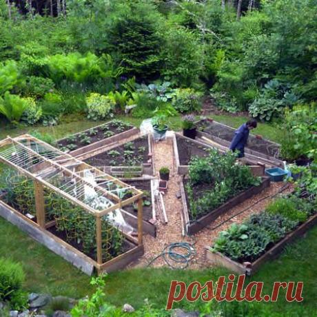How To Grow Your Own Superfoods
